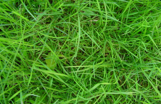 Grass Textures