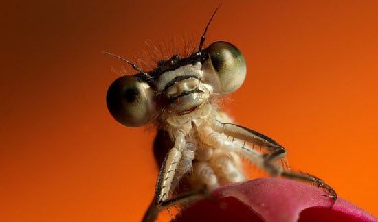 Macro Photography