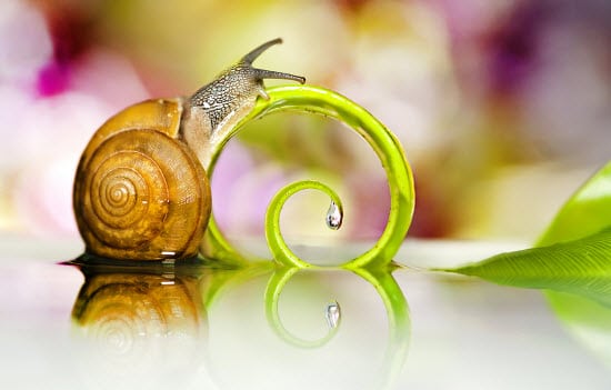 Macro Photography
