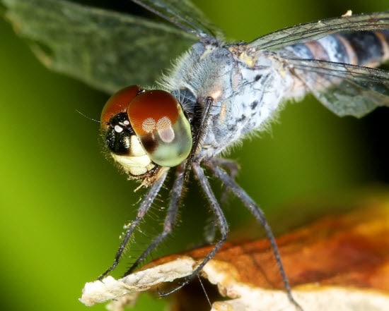 Macro Photography