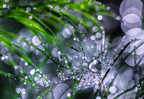 Bokeh Photography