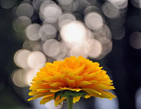 Bokeh Photography