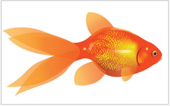 Adobe Illustrator Tutorials