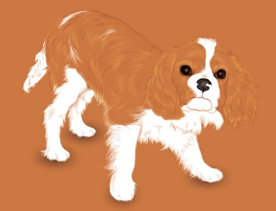 Adobe Illustrator Tutorial